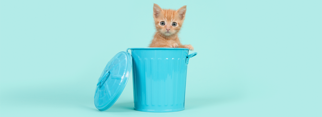 Un lindo gatito en una pequeña papelera azul